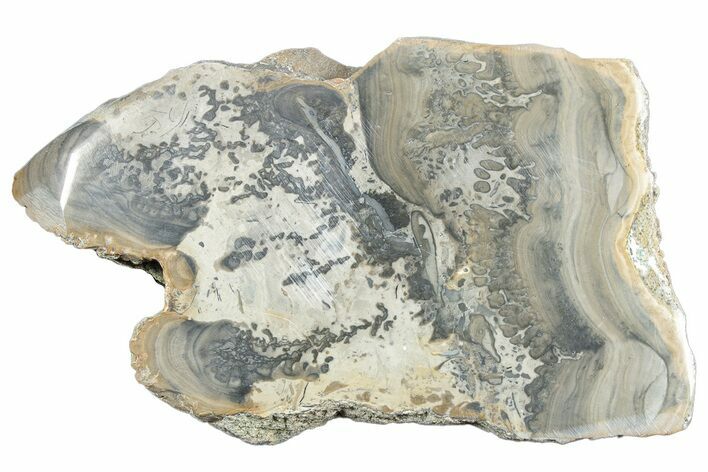 Triassic Aged Stromatolite Fossil - England #285758